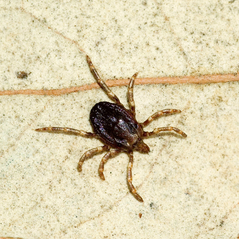 Kleszcz wędrowny lub afrykański (łac. Hyalomma marginatum)