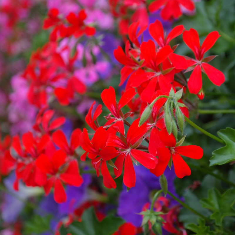 Kwitnąca na czerwono pelargonia bluszczolistna
