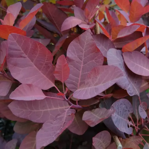 Perukowiec 'Grace'