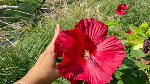 Ogromne kwiaty ogrodowe XXL. Są większe od dłoni, niektóre mają nawet 30 cm średnicy