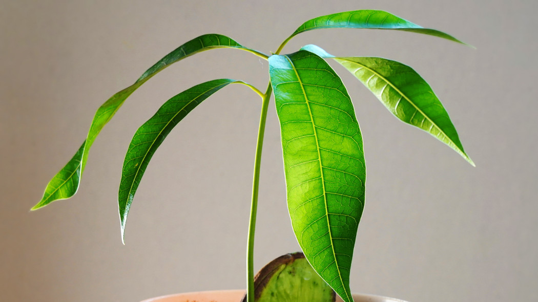 Uprawa mango z pestki