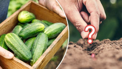 Co uprawiać po ogórkach? Posadź i posiej te warzywa – nie marnuj ani centymetra!