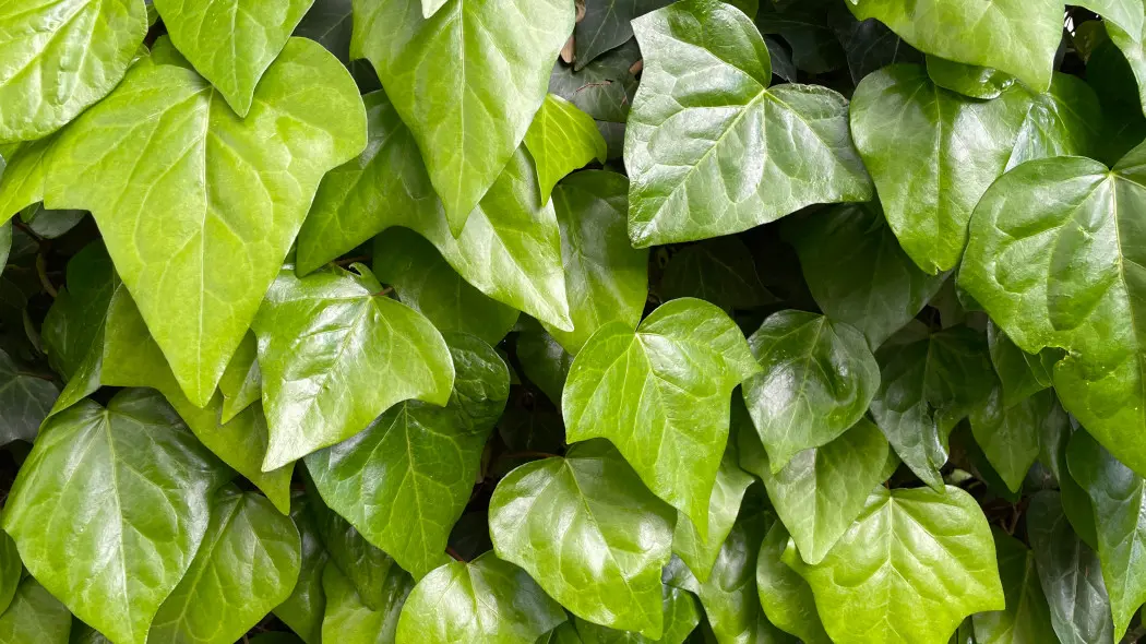 Bluszcz kanaryjski (Hedera canariensis)