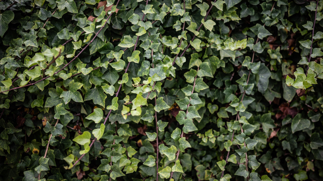 Bluszcz kanaryjski (Hedera canariensis)