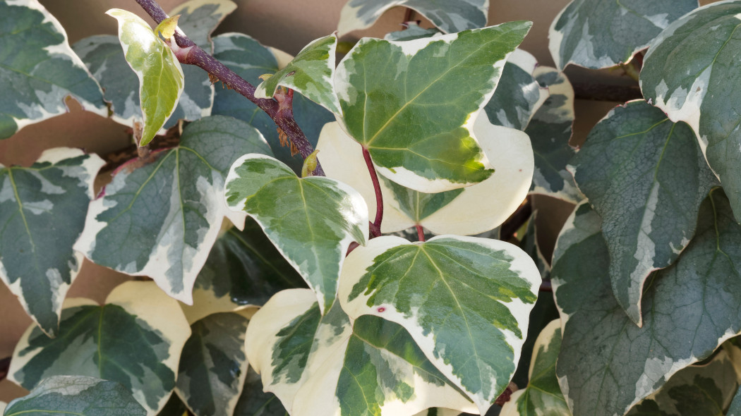 Bluszcz kanaryjski (Hedera canariensis)