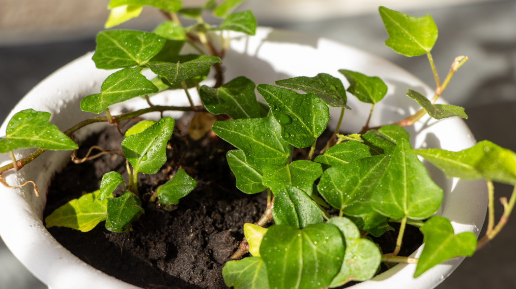 Bluszcz kanaryjski (Hedera canariensis)