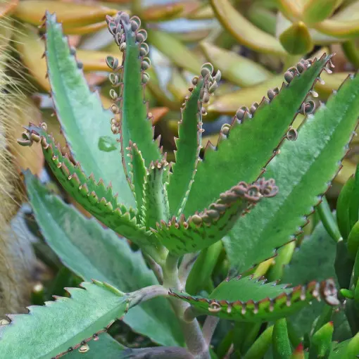 Kalanchoe Daigremonta