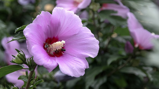 Ketmia (hibiskus) w ogrodzie | Powiew orientu