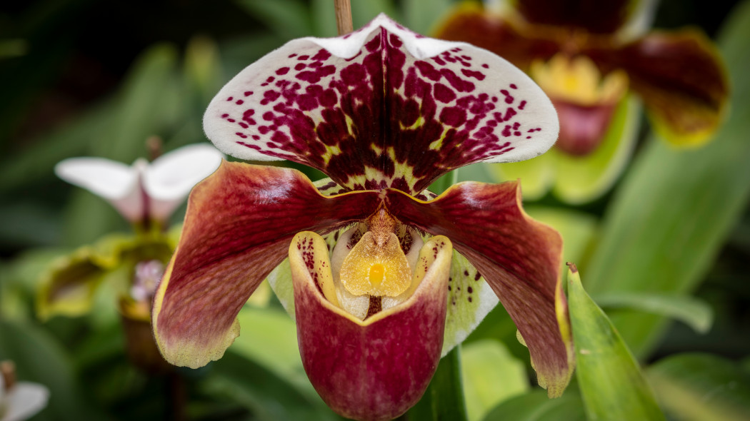Storczyk Paphiopedilum / Sabotek