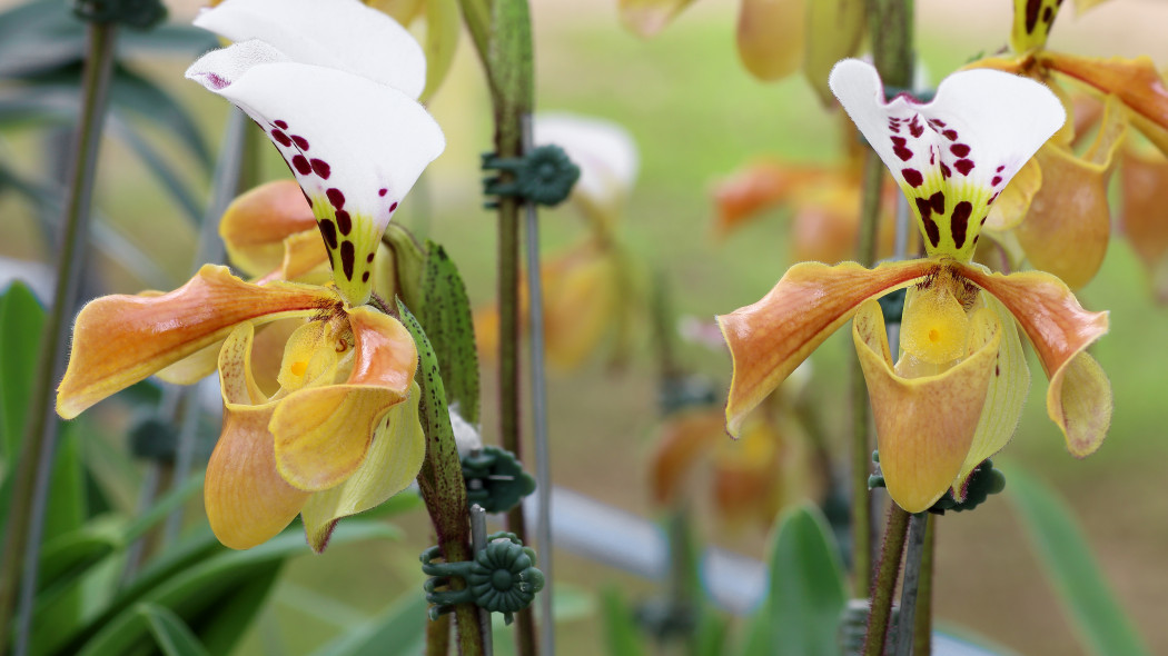 Storczyk Paphiopedilum / Sabotek