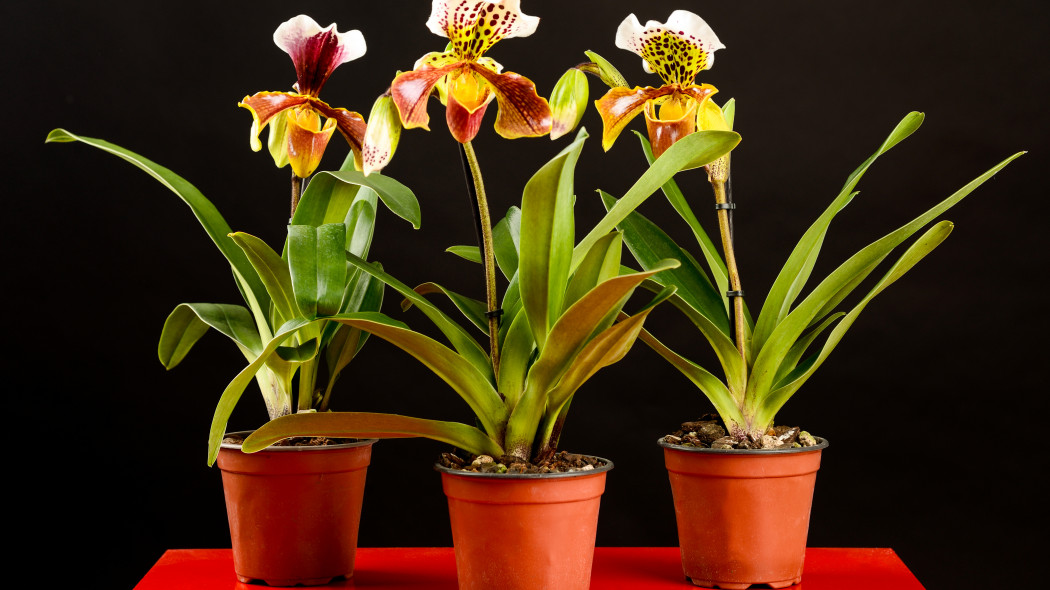 Storczyk Paphiopedilum / Sabotek