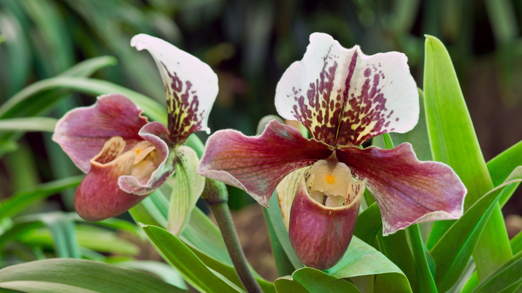 Storczyk Paphiopedilum / Sabotek