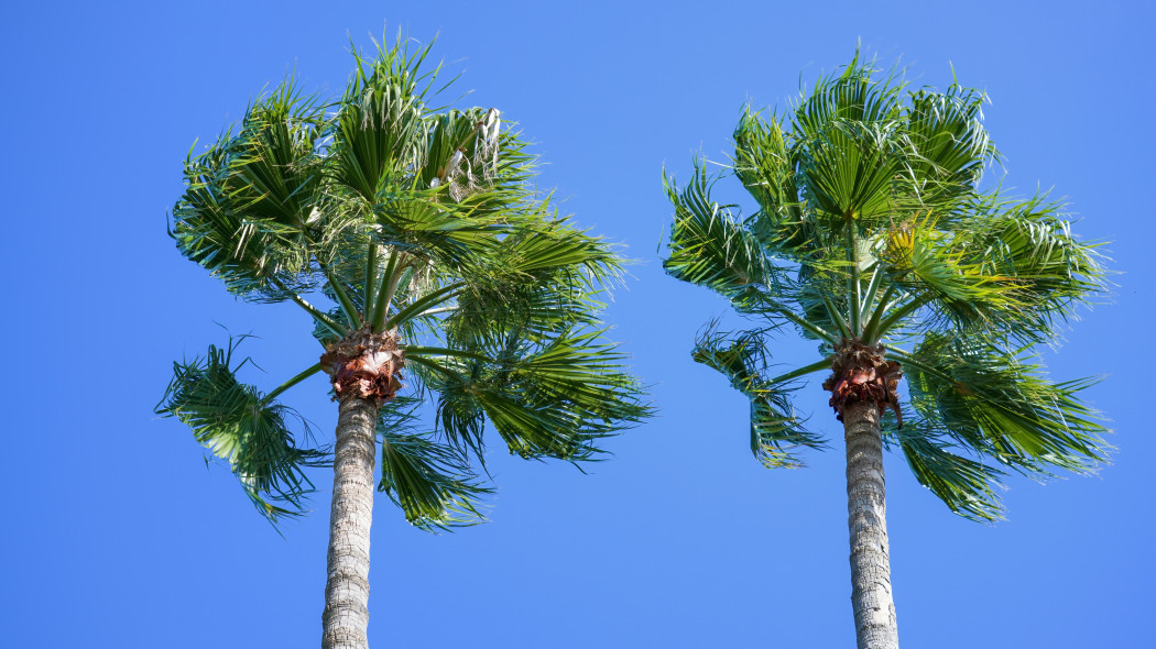 Waszyngtonia nitkowata (Washingtonia filifera)