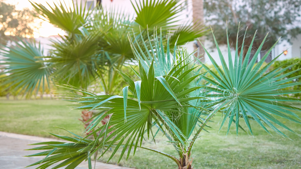 Waszyngtonia nitkowata (Washingtonia filifera)