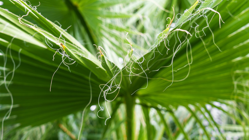 Waszyngtonia nitkowata (Washingtonia filifera)