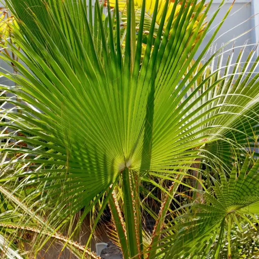Waszyngtonia nitkowata