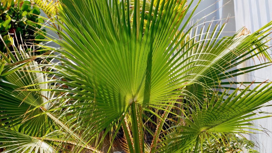 Waszyngtonia nitkowata (Washingtonia filifera)