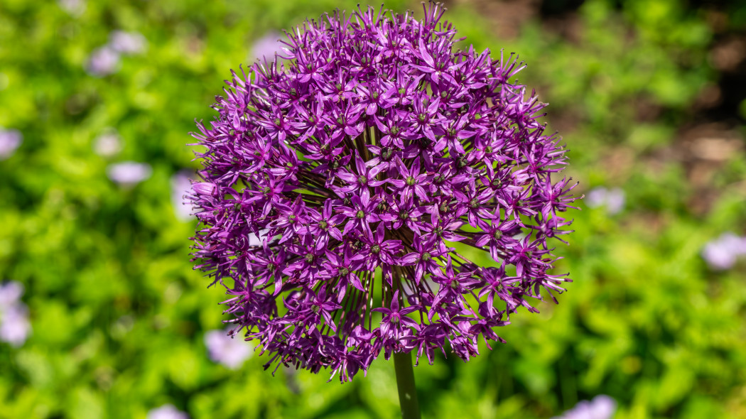 Czosnek ozdobny 'Purple Sensation'