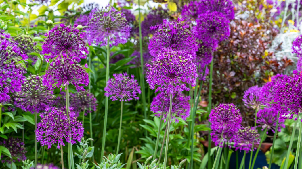 Czosnek ozdobny 'Purple Sensation'