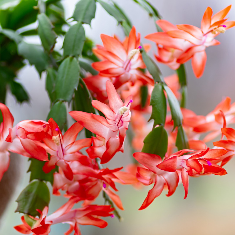 Najpiękniej kwitnące kaktusy - Szlumbergera