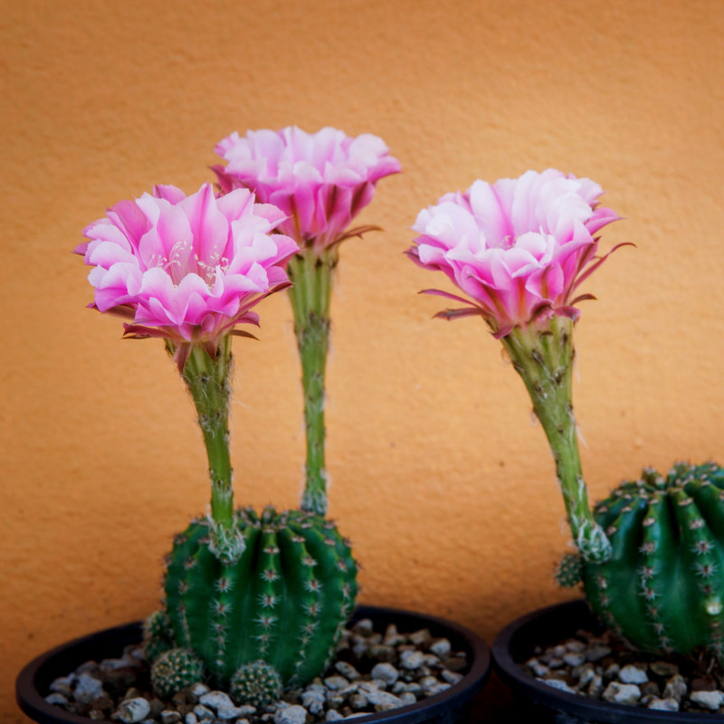 Najpiękniej kwitnące kaktusy - Echinopsis