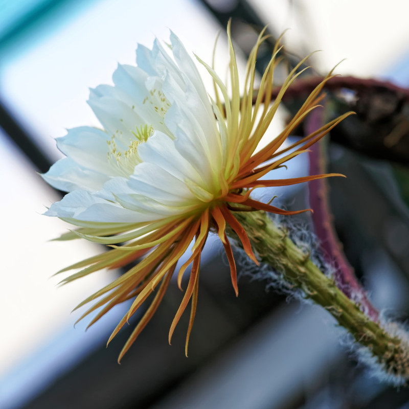 Najpiękniej kwitnące kaktusy - Selenicereus grandiflorus