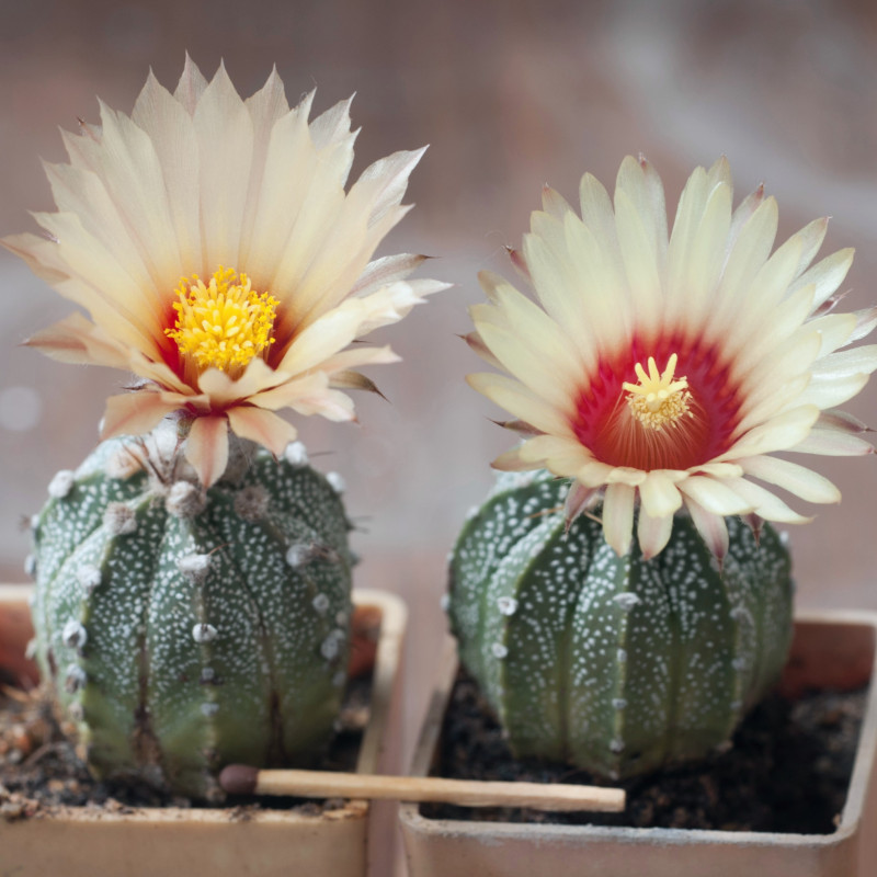 Najpiękniej kwitnące kaktusy - Astrophytum