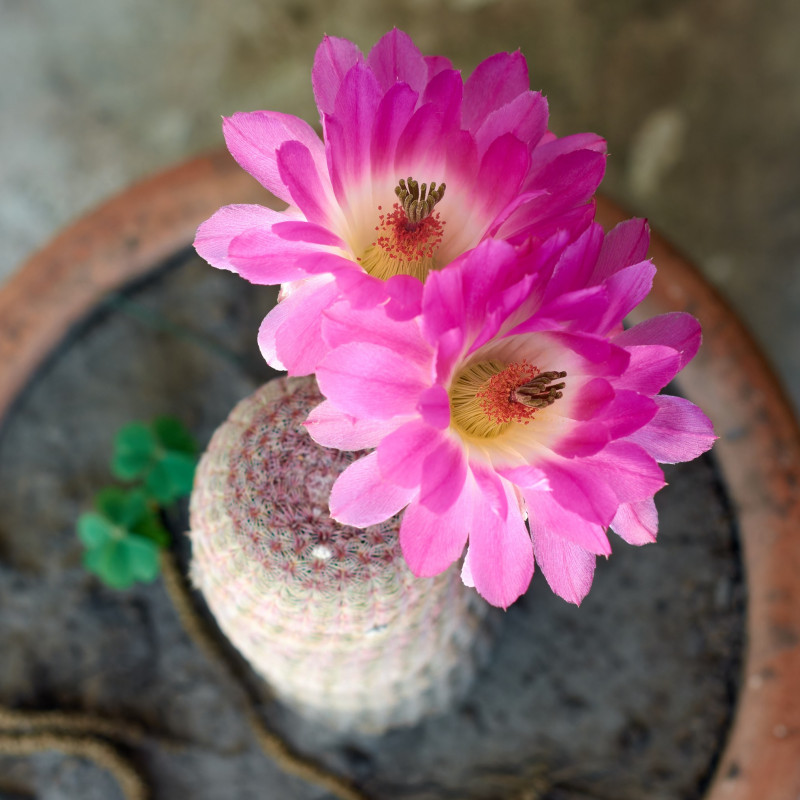 Najpiękniej kwitnące kaktusy - Echinocereus