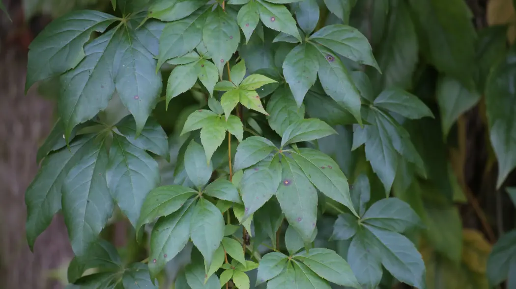 Winobluszcz zaroślowy (Parthenocissus vitacea)