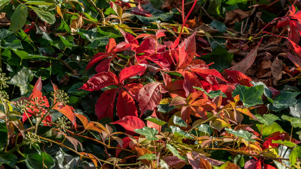 Winobluszcz zaroślowy (Parthenocissus vitacea)