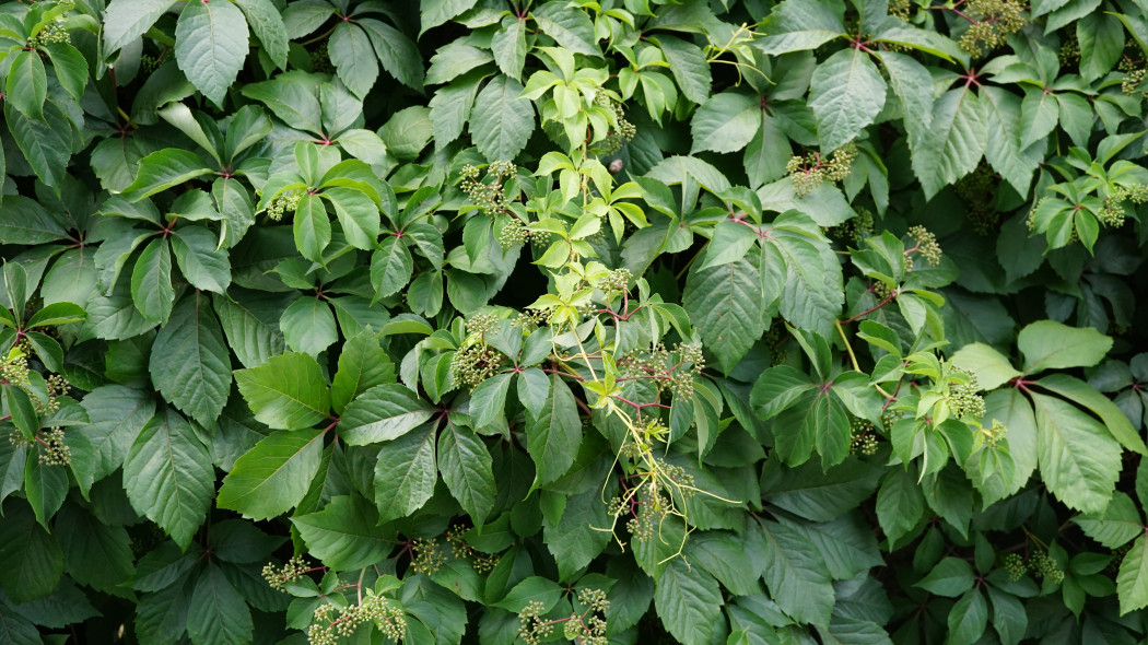 Winobluszcz zaroślowy (Parthenocissus vitacea)