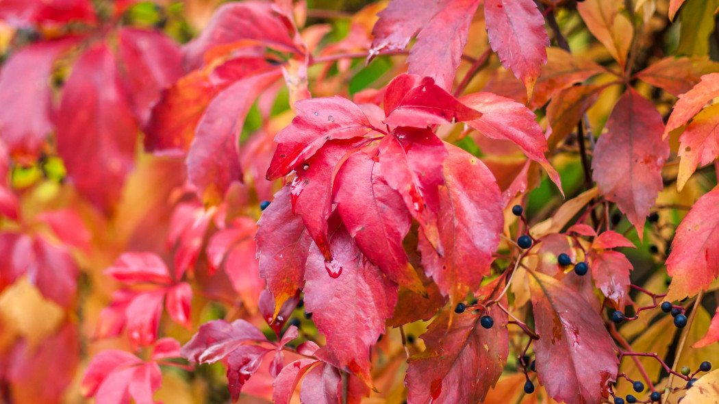 Winobluszcz zaroślowy (Parthenocissus vitacea)