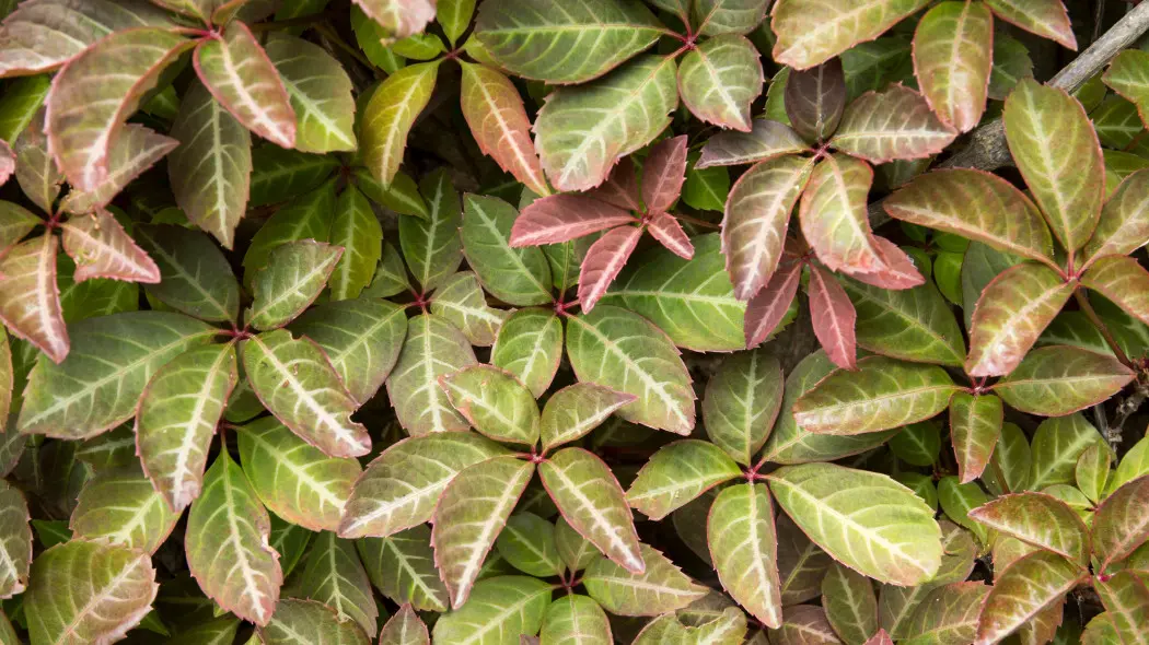Winobluszcz Henry'ego (Parthenocissus henryana)