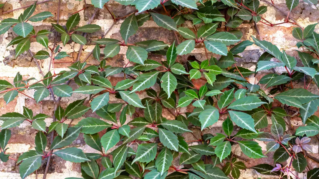 Winobluszcz Henry'ego (Parthenocissus henryana)