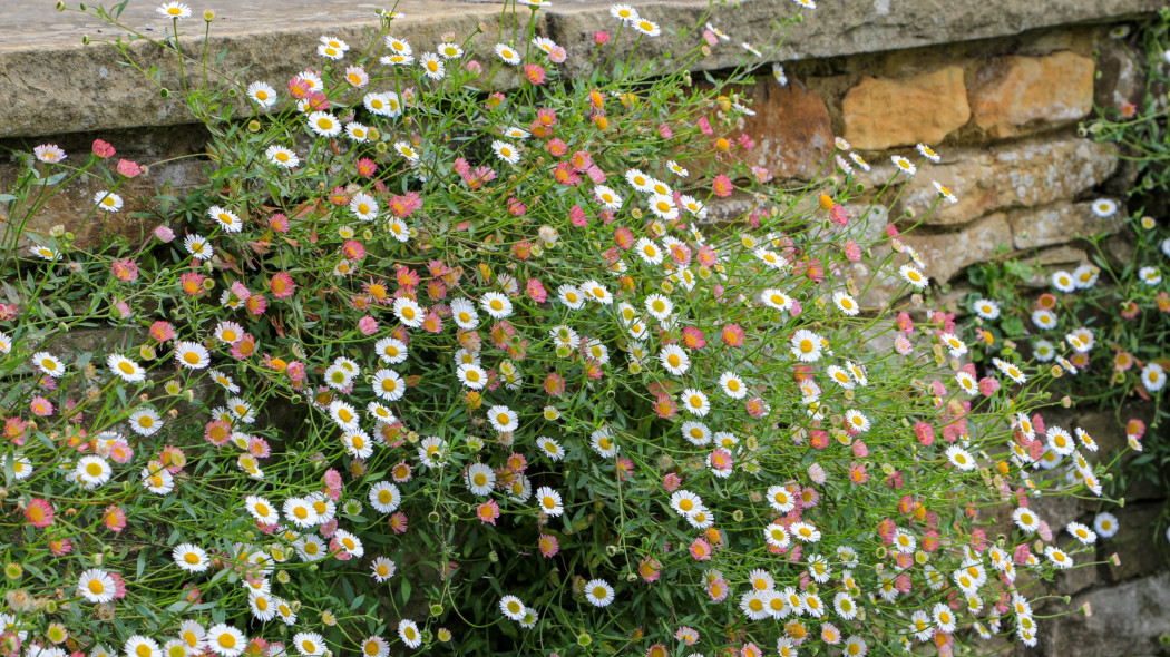Przymiotno Karwińskiego (Erigeron karvinskianus)