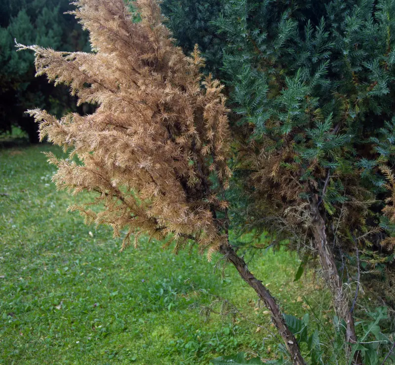 Zamieranie pędów - choroba jałowca