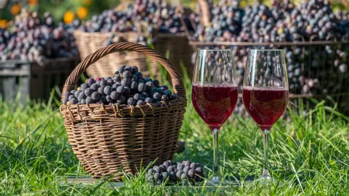Wino z winogron – zobacz, jak je zrobić krok po kroku