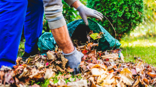 Liści z tych drzew nie kompostuję. Grabię do worków foliowych, a rośliny za to dziękują