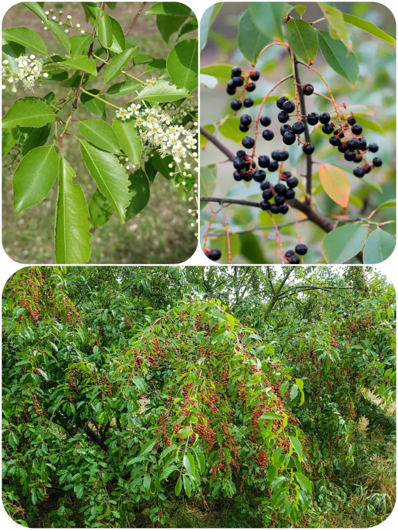 Czeremcha późna, Prunus serotina