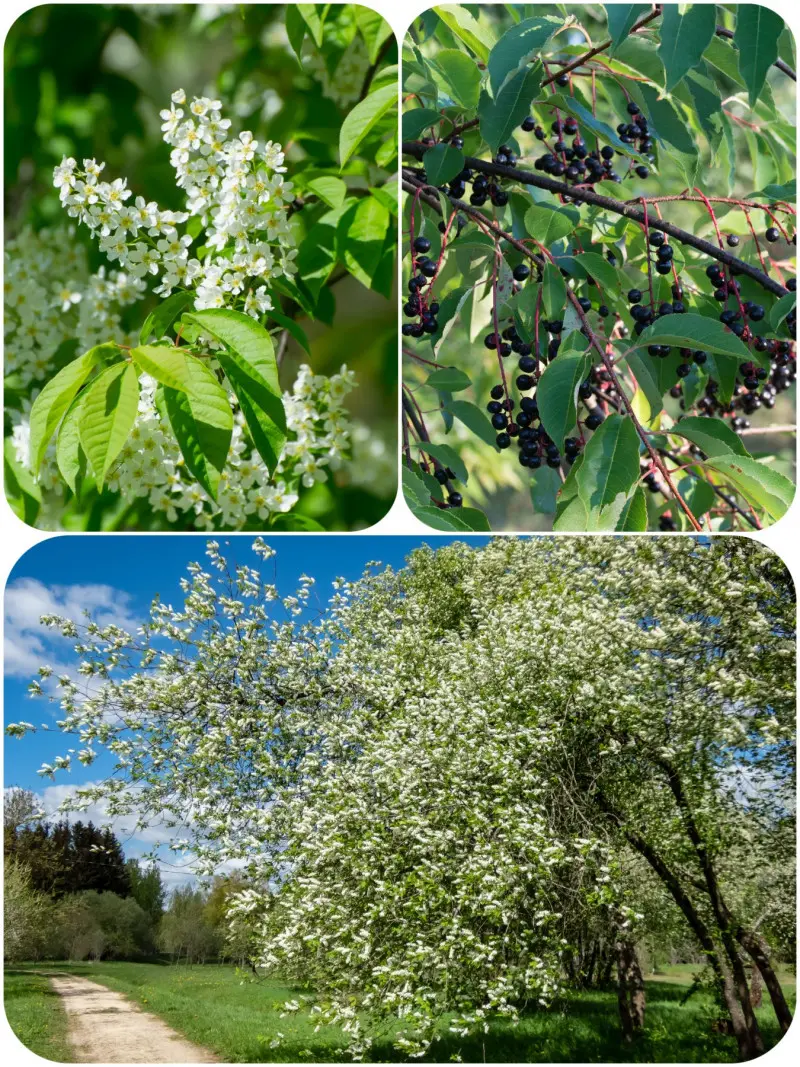 Czeremcha zwyczajna, Prunus padus