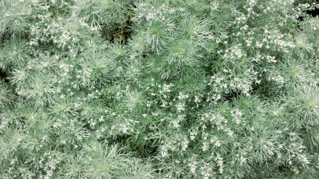 Bylica Schmidta Artemisia schmidtiana