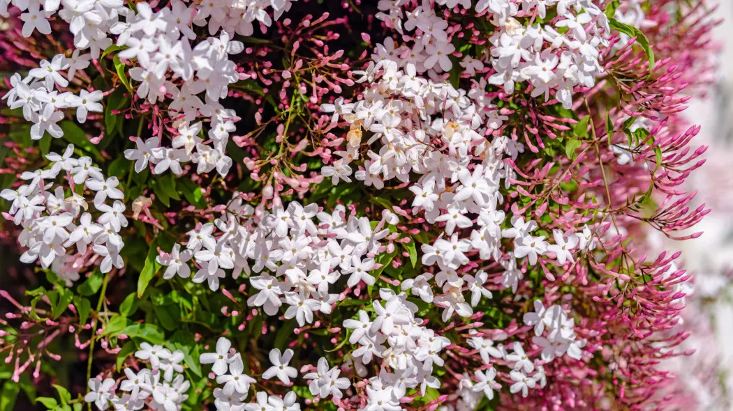 Jaśmin wielokwiatowy Jasminum polyanthum