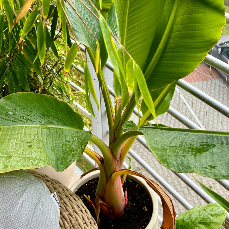 Musella lasiocarpa w donicy na tarasie
