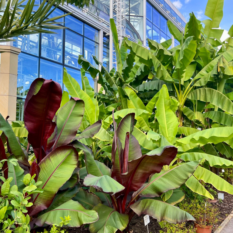 banany w Ogrodzie
Botanicznym Uniwersytetu
Jagiellońskiego
w Krakowie
