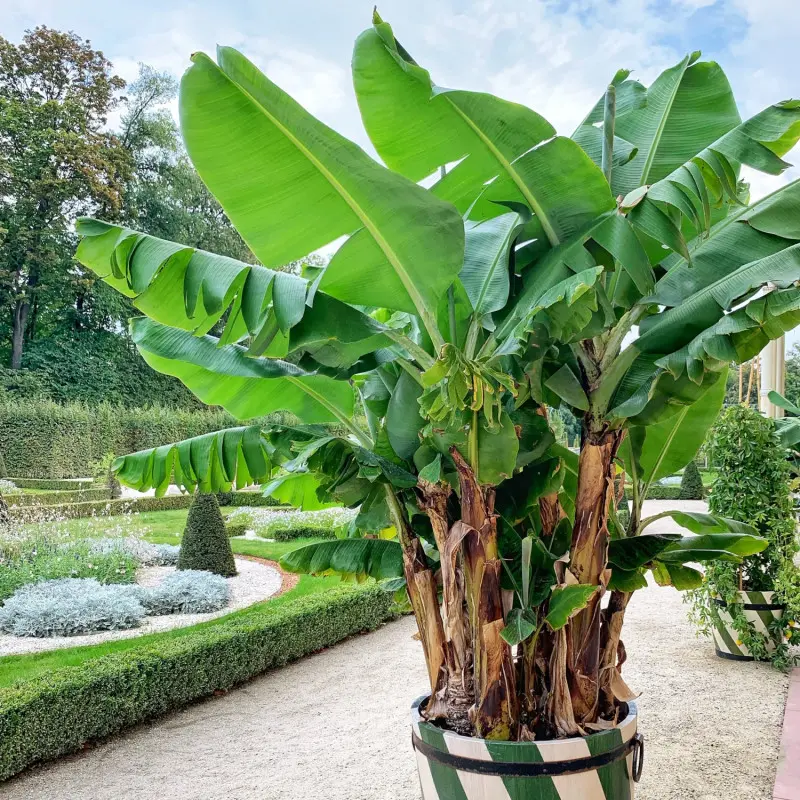 banan w donicy w ogrodzie
przy Pałacu Króla Jana III
w Wilanowie