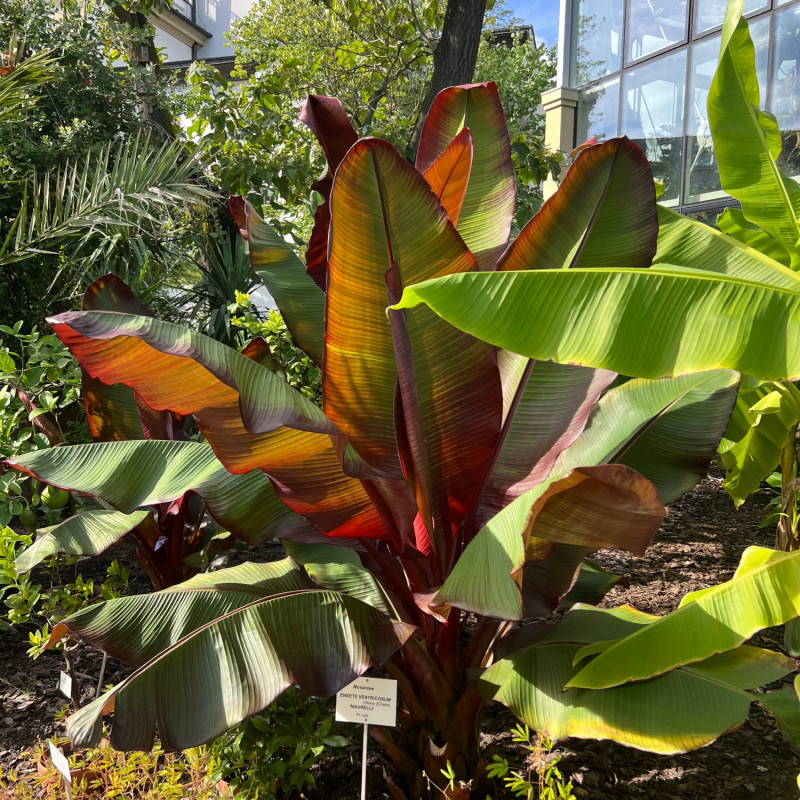 banan Ensete ventricosum
‘Maurelii’