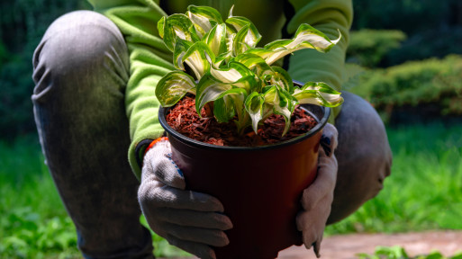 Uprawa host (funkii) w doniczkach. Jak dbać, by miały piękne liście i zimowały przez lata?