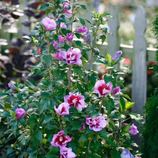 Ketmia syryjska / Hibiskus ogrodowy 'Purple Pillar'