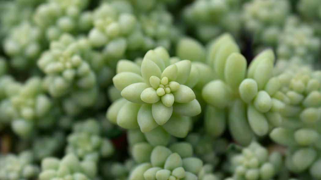 Sedum buritto - starsze, większe rośliny