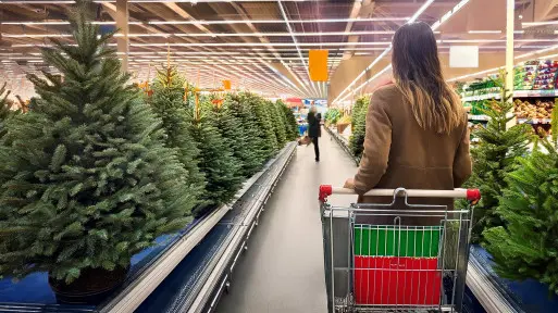 Choinki z dyskontów, marketów i supermarketów. Czy warto kupić? Gdzie najtaniej w 2024 roku?